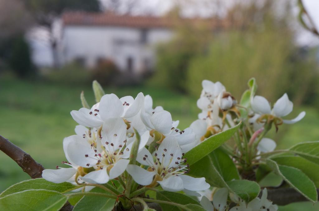 Podere Pinzicalari Bed and Breakfast Castel del Piano  Exterior foto