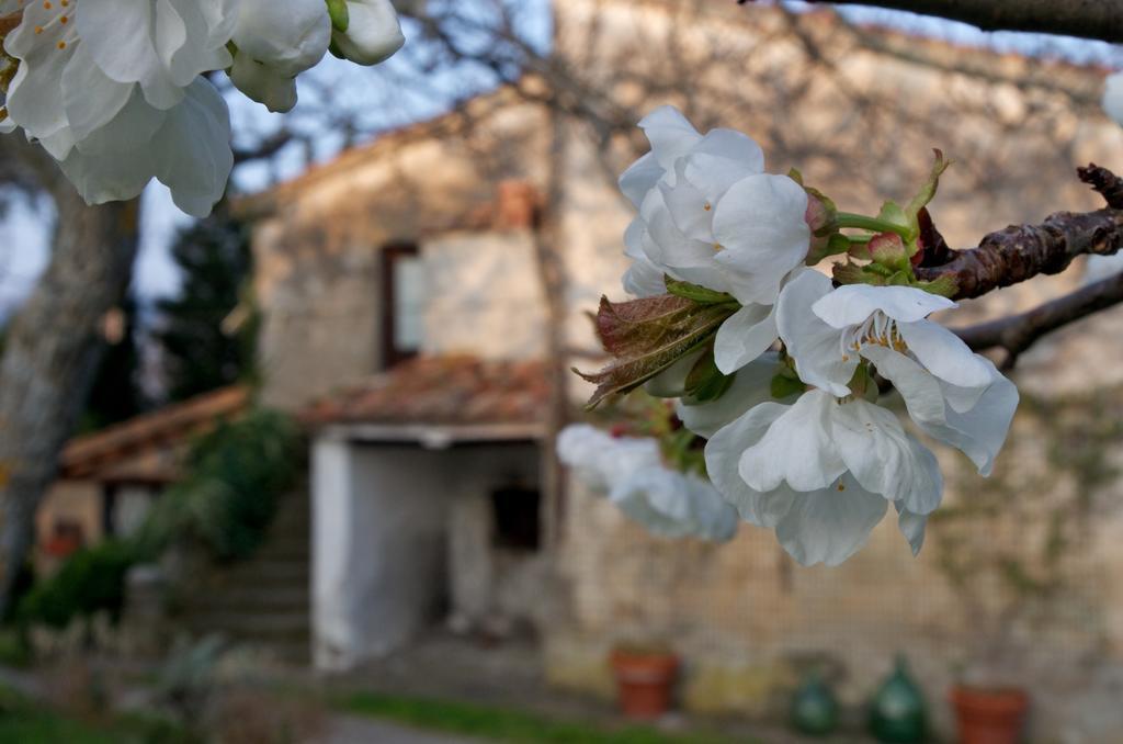 Podere Pinzicalari Bed and Breakfast Castel del Piano  Exterior foto